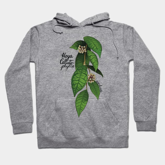 Hoya callistophylla in bloom Hoodie by Wieskunde